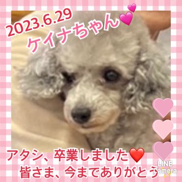 ★ケイナ★2023,6,12ー2023,6,29【保護犬カフェ天神橋店】